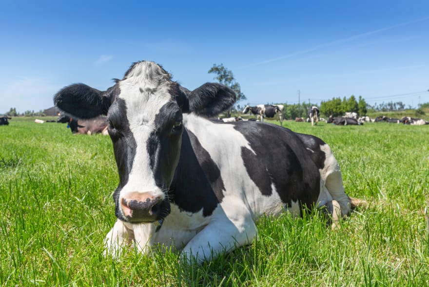 dairy cow on clean energy farm